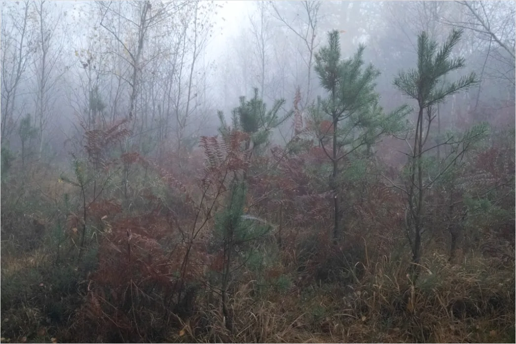 Detail Foggy Pine Forest Moody Atmosphere Number 18