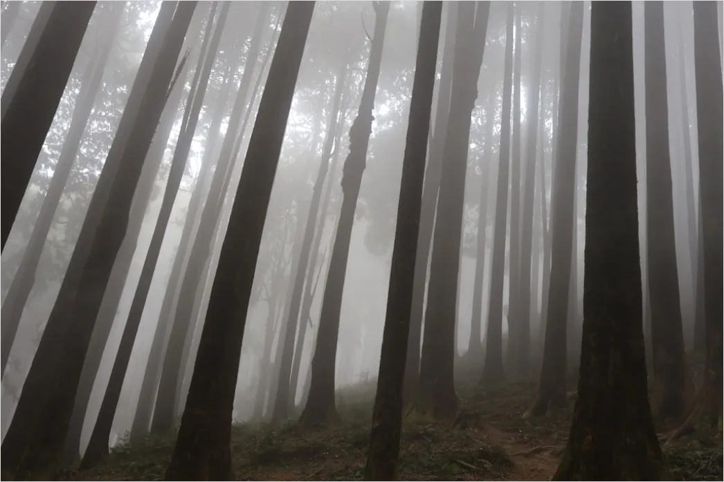 Detail Foggy Pine Forest Moody Atmosphere Number 19