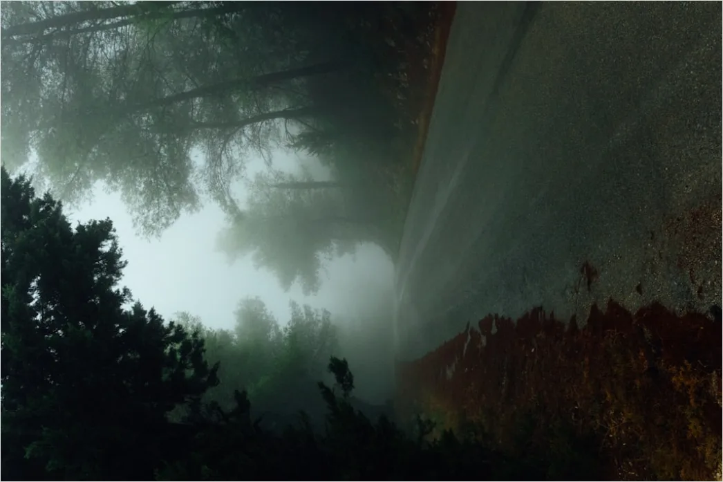 Detail Foggy Pine Forest Moody Atmosphere Number 20