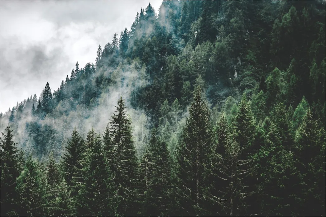 Detail Foggy Pine Forest Moody Atmosphere Number 3