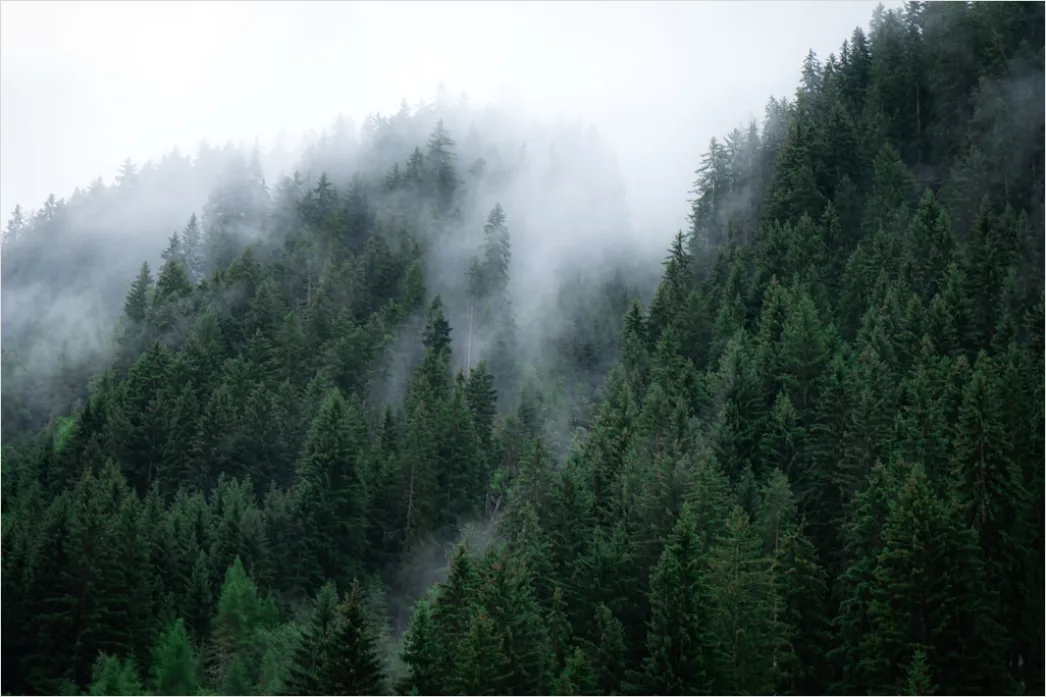 Detail Foggy Pine Forest Moody Atmosphere Number 4