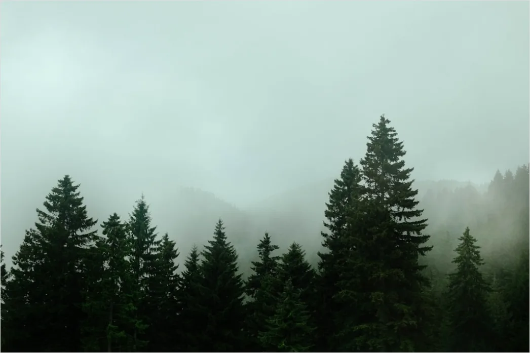 Detail Foggy Pine Forest Moody Atmosphere Number 5
