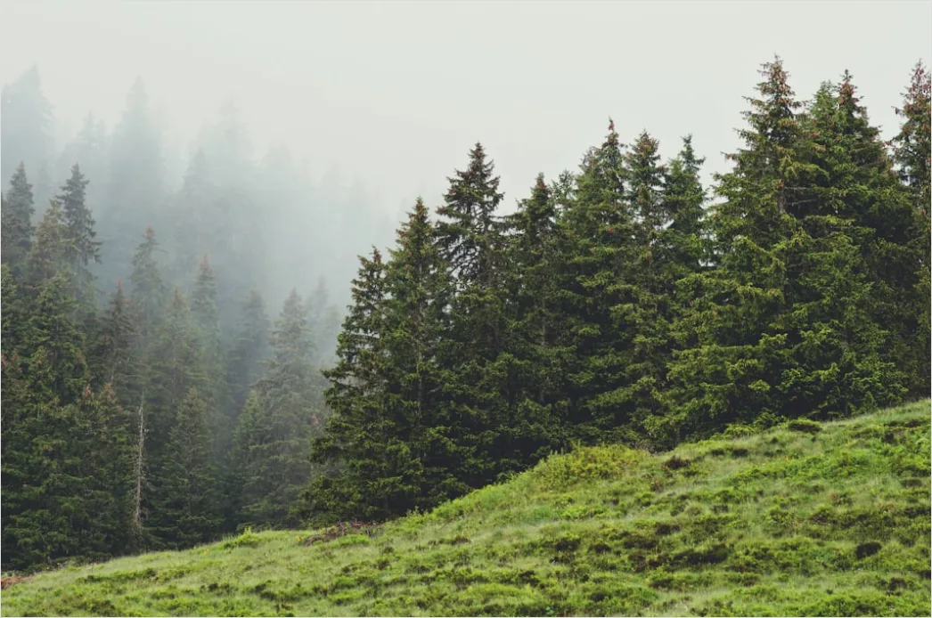 Detail Foggy Pine Forest Moody Atmosphere Number 6