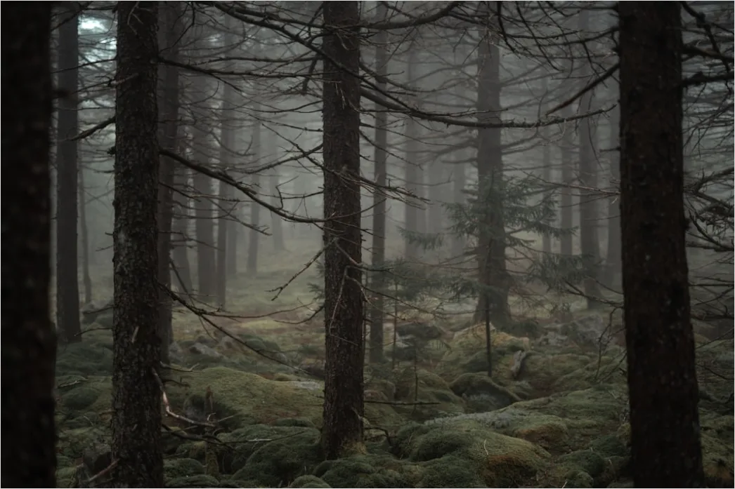 Detail Foggy Pine Forest Moody Atmosphere Number 7