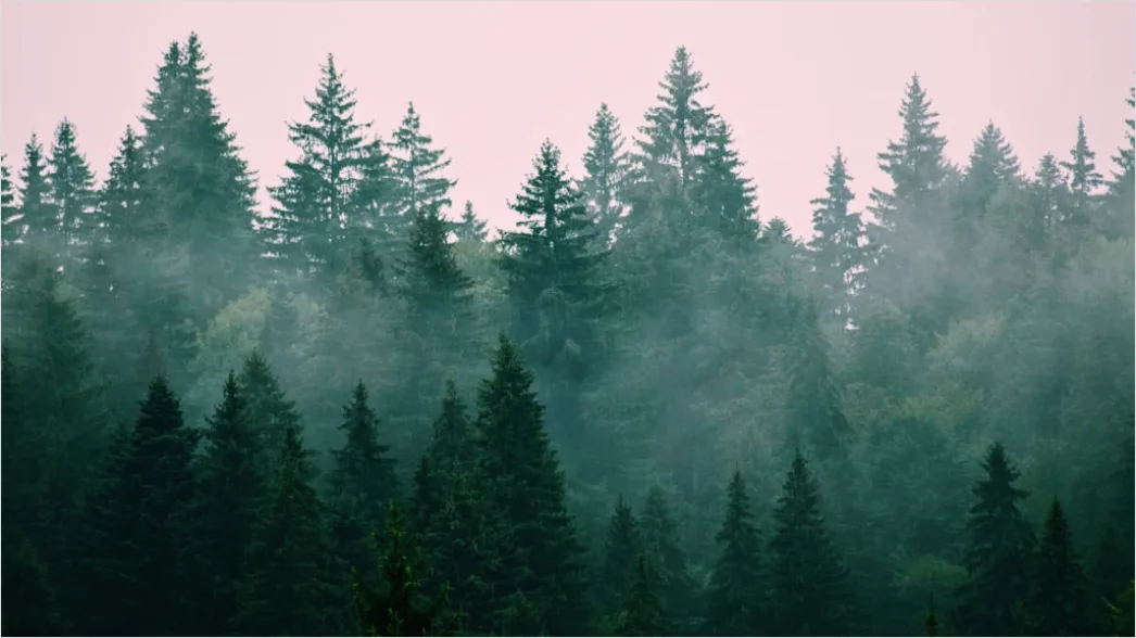 Detail Foggy Pine Forest Moody Atmosphere Number 8