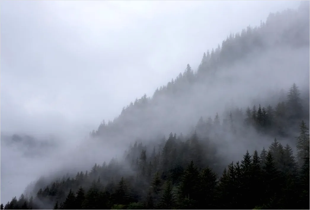 Detail Foggy Pine Forest Moody Atmosphere Number 9