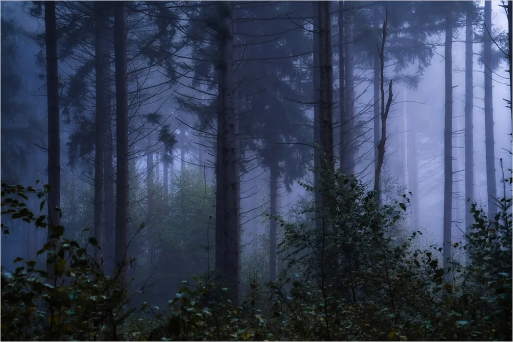 Detail Foggy Pine Forest Moody Atmosphere Number 10