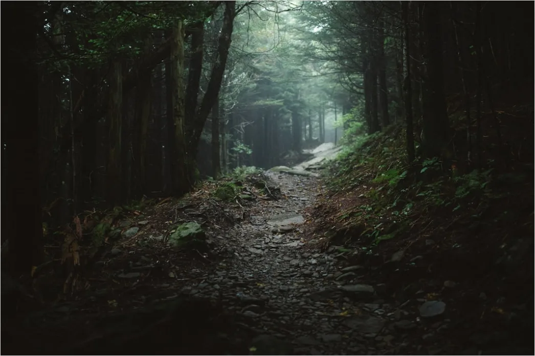 Forest Trail Foggy Morning Light 2380