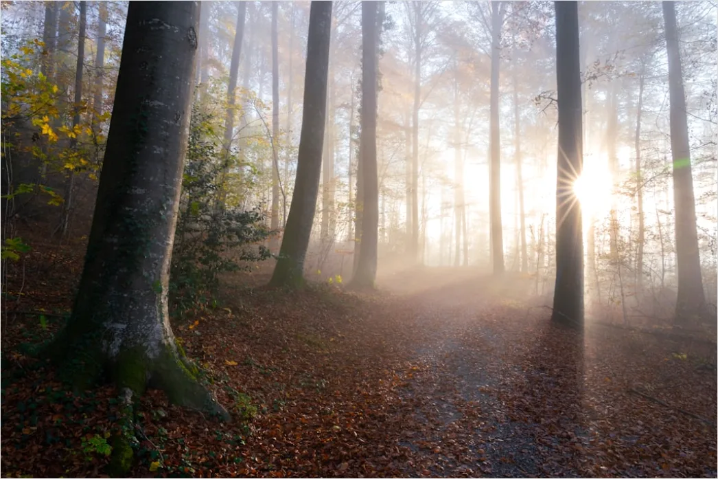 Detail Forest Trail Foggy Morning Light Number 2