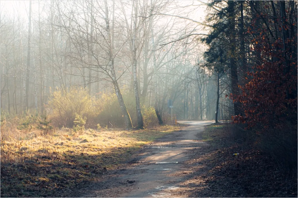 Detail Forest Trail Foggy Morning Light Number 16
