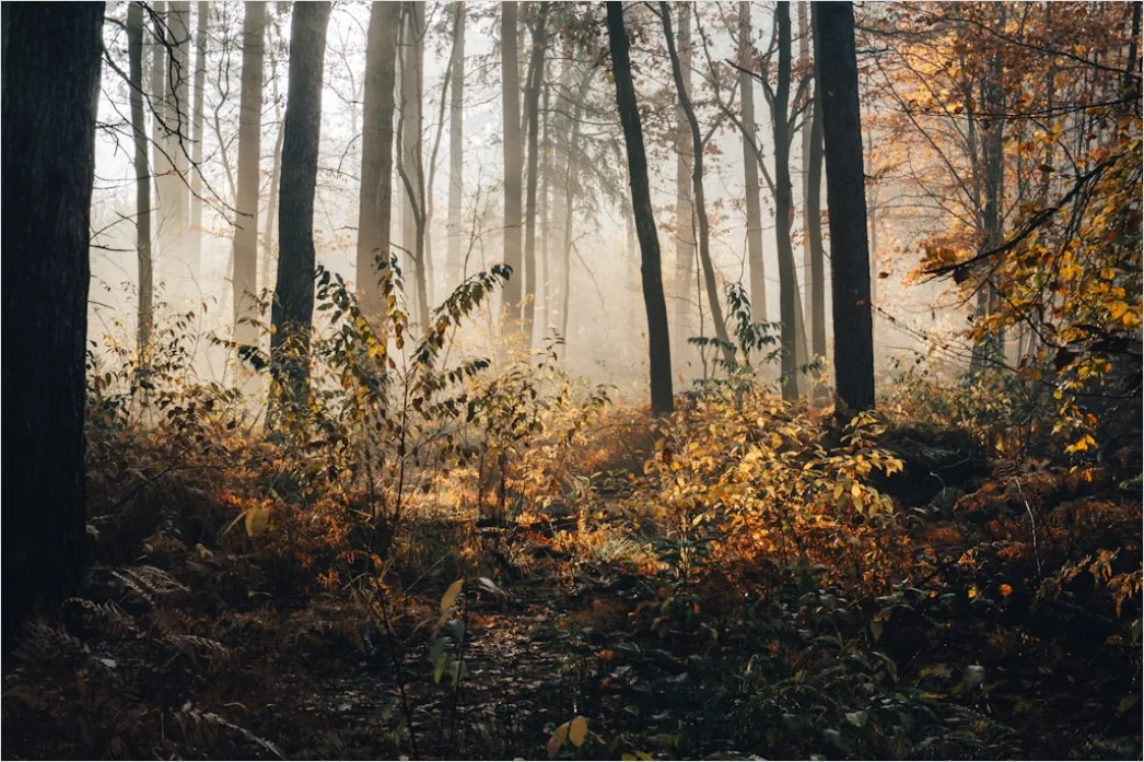 Detail Forest Trail Foggy Morning Light Number 3
