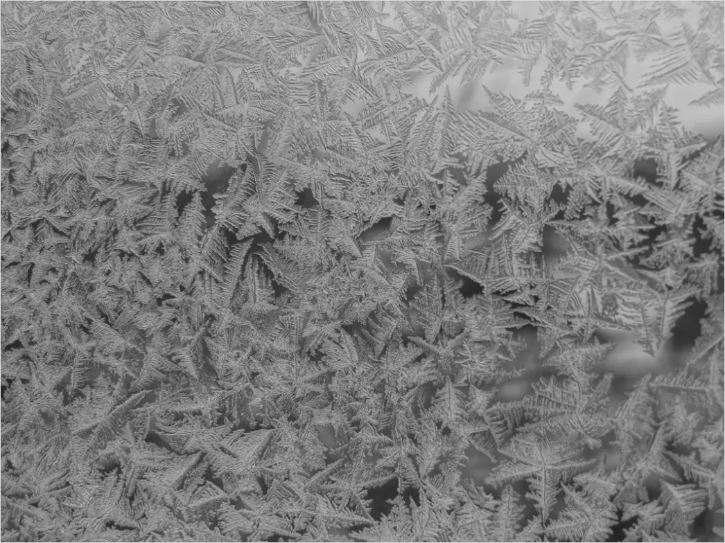 Detail Frost Covered Window Pattern Close Up Number 7