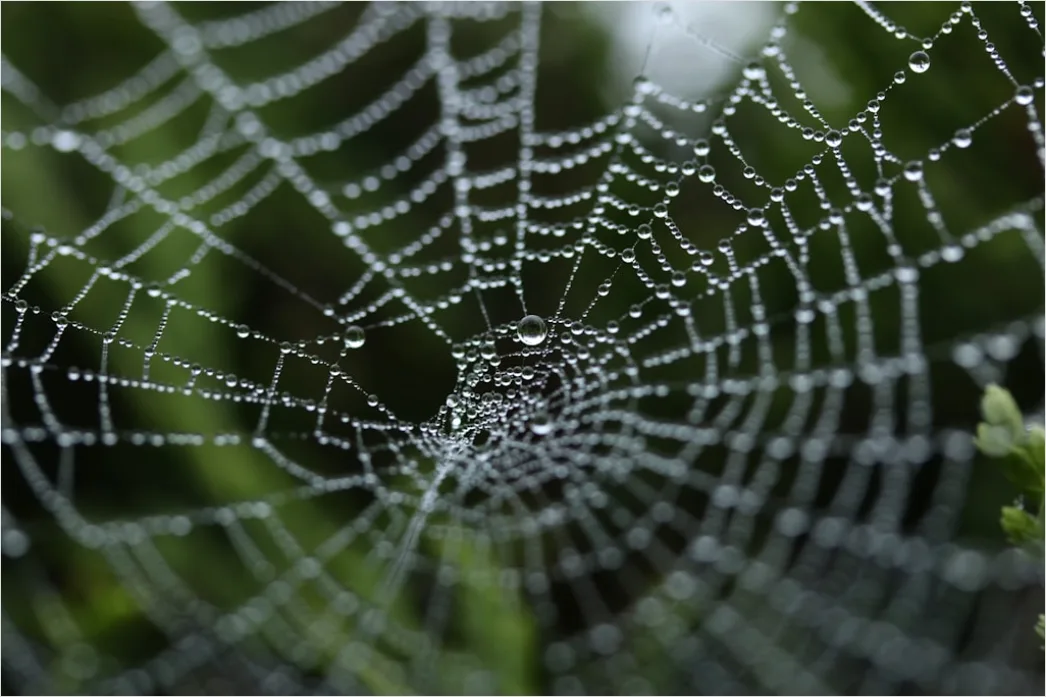 Frosty Spiderweb Morning Dew Freeze Ff89