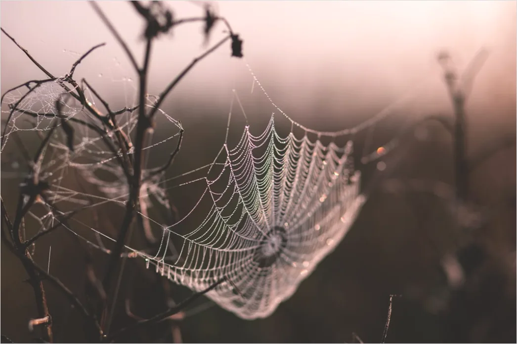 Detail Frosty Spiderweb Morning Dew Freeze Number 2