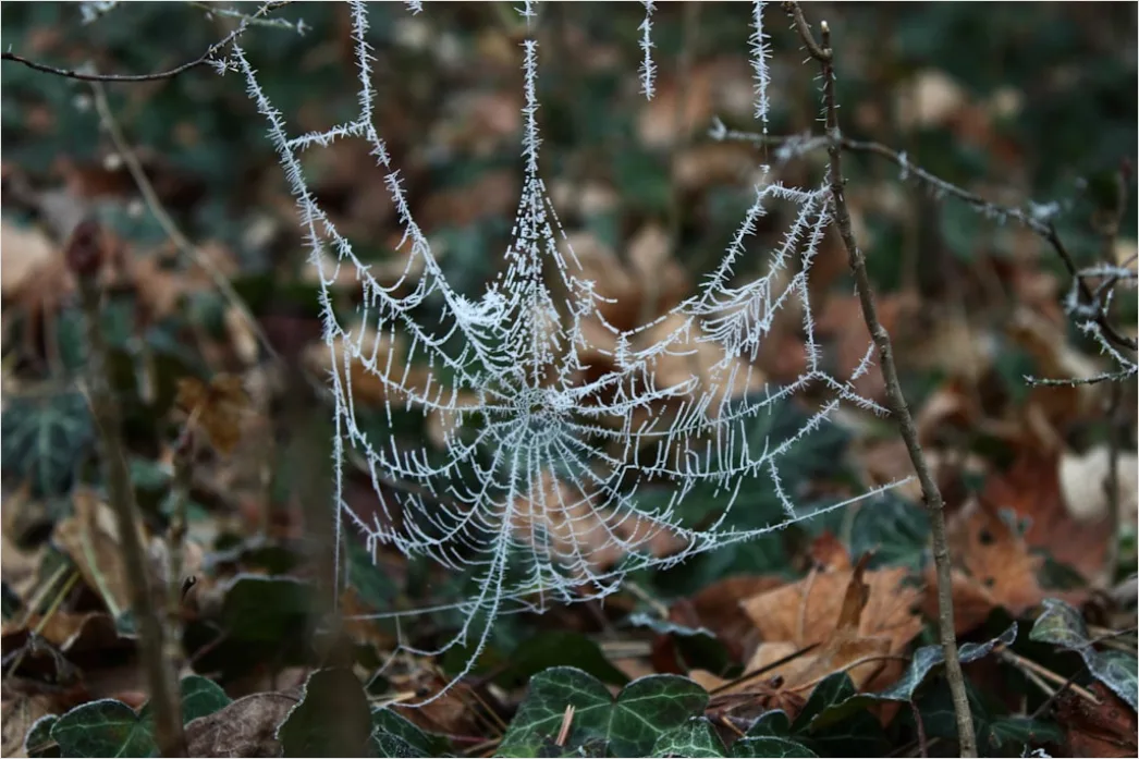 Detail Frosty Spiderweb Morning Dew Freeze Number 11
