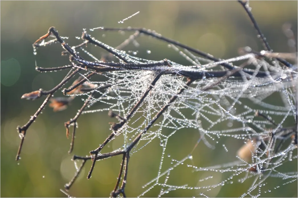 Detail Frosty Spiderweb Morning Dew Freeze Number 12