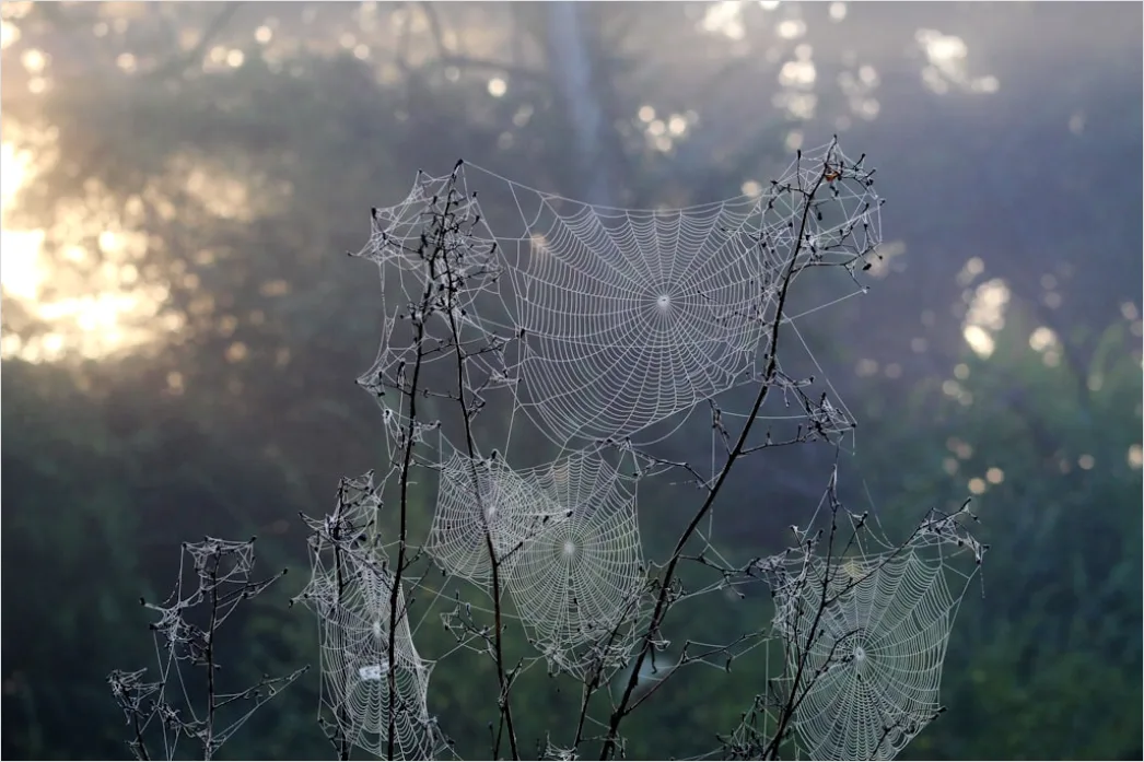 Detail Frosty Spiderweb Morning Dew Freeze Number 13