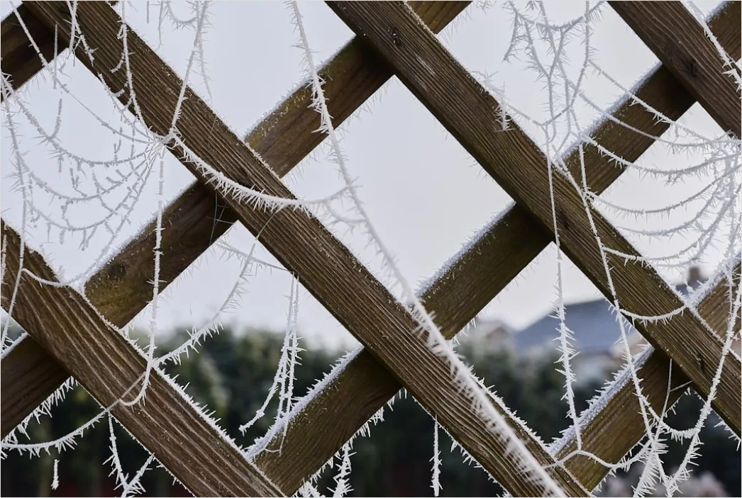 Detail Frosty Spiderweb Morning Dew Freeze Number 14