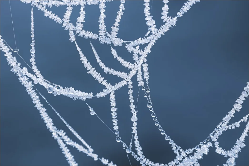 Detail Frosty Spiderweb Morning Dew Freeze Number 15