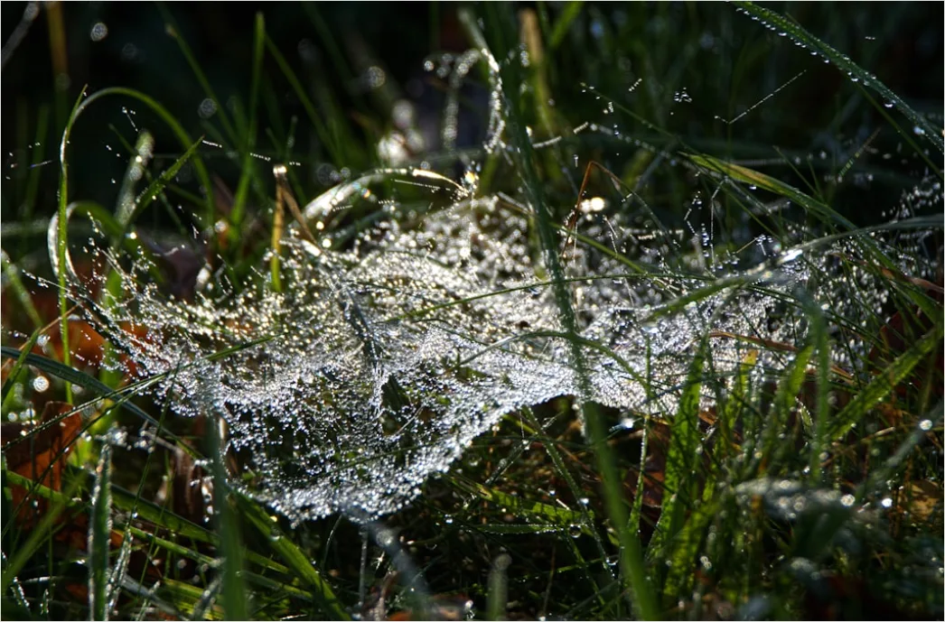 Detail Frosty Spiderweb Morning Dew Freeze Number 16