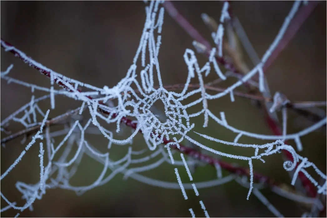Detail Frosty Spiderweb Morning Dew Freeze Number 17