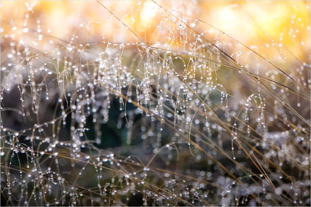 Detail Frosty Spiderweb Morning Dew Freeze Number 18