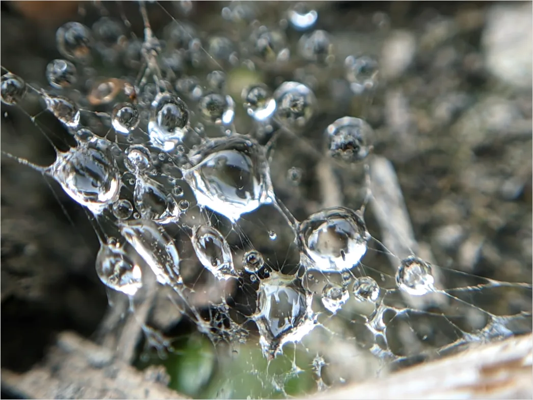Detail Frosty Spiderweb Morning Dew Freeze Number 19