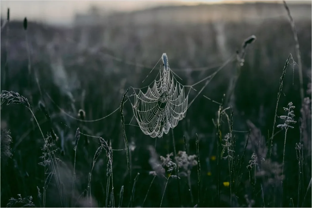Detail Frosty Spiderweb Morning Dew Freeze Number 20