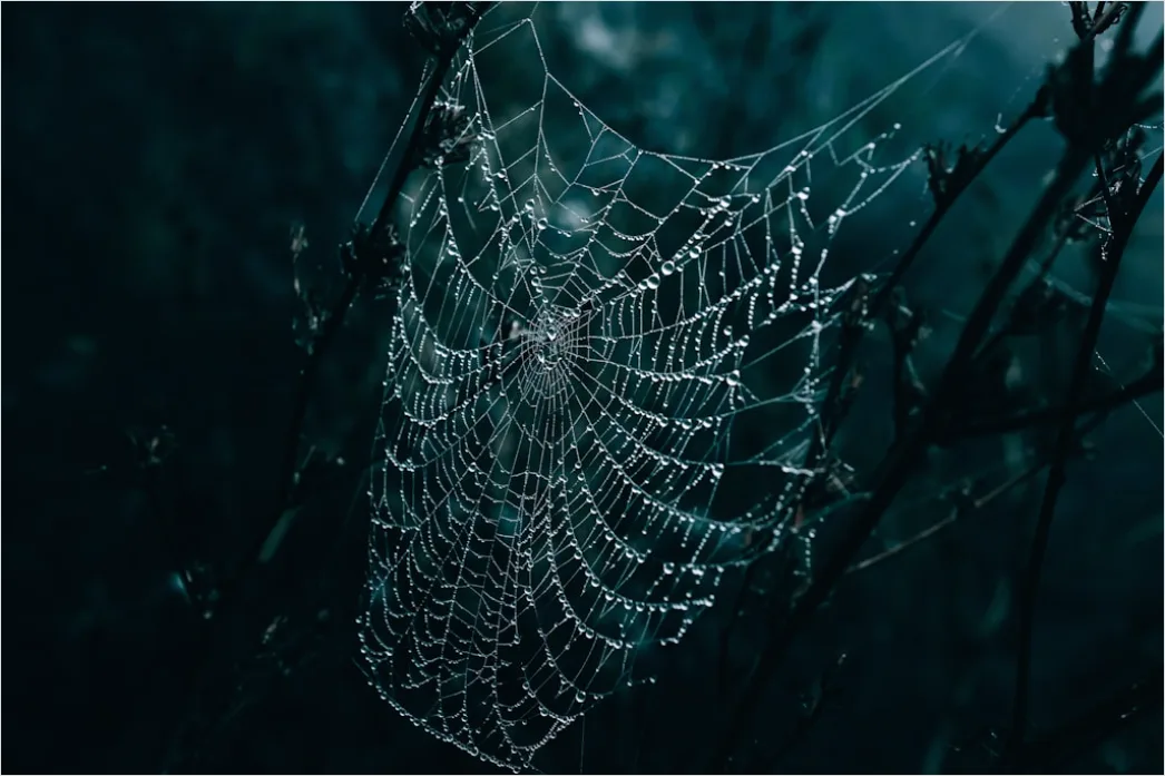 Detail Frosty Spiderweb Morning Dew Freeze Number 3