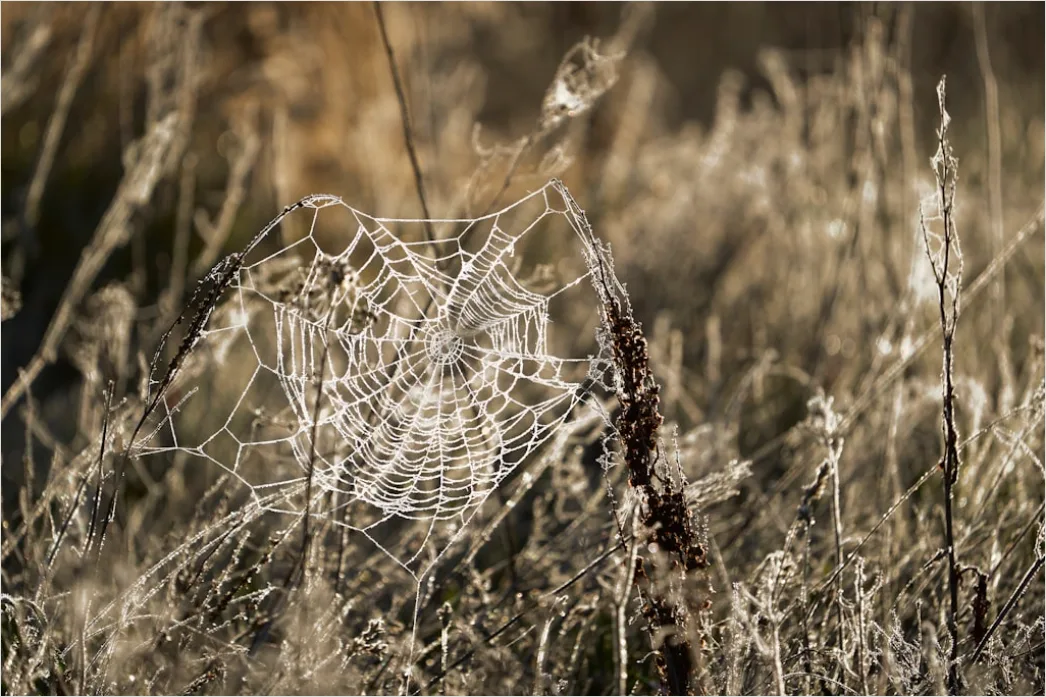 Detail Frosty Spiderweb Morning Dew Freeze Number 4