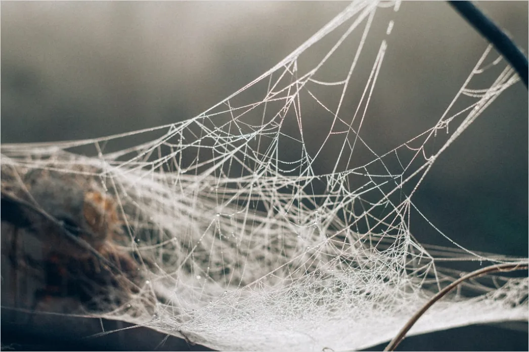Detail Frosty Spiderweb Morning Dew Freeze Number 5