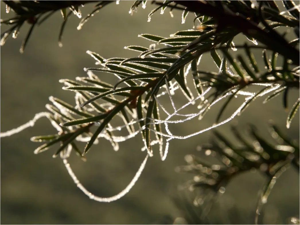 Detail Frosty Spiderweb Morning Dew Freeze Number 6