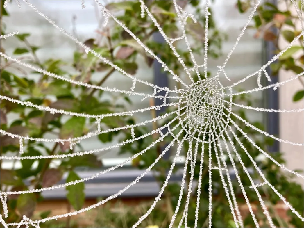 Detail Frosty Spiderweb Morning Dew Freeze Number 7