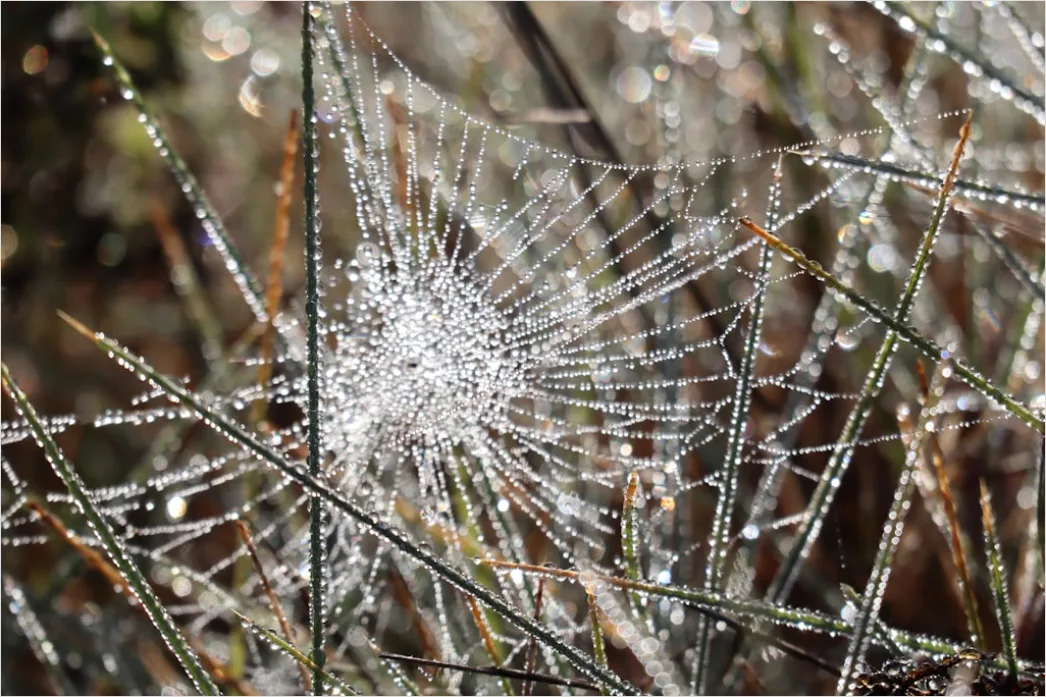 Detail Frosty Spiderweb Morning Dew Freeze Number 8