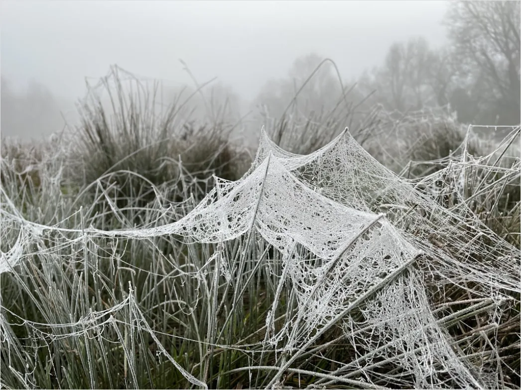 Detail Frosty Spiderweb Morning Dew Freeze Number 9
