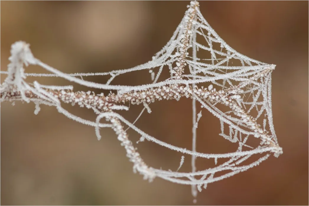 Detail Frosty Spiderweb Morning Dew Freeze Number 10