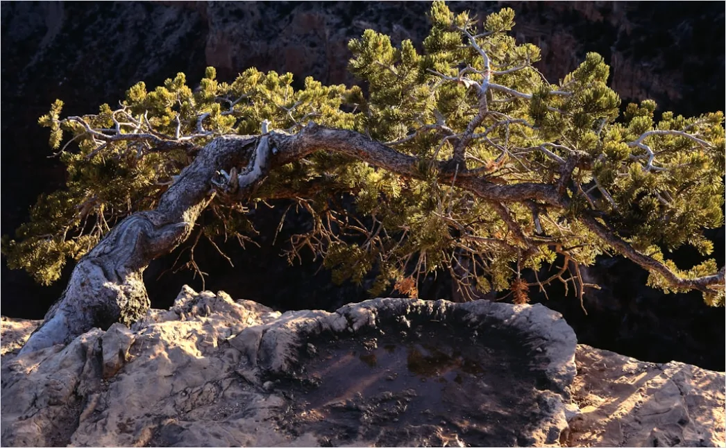 Detail Grand Canyon South Rim Sunrise Number 3