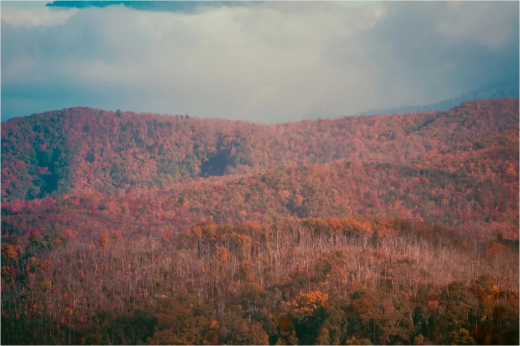 Detail Great Smoky Mountains Fall Colors Number 12