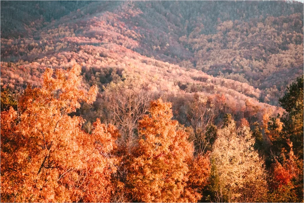 Detail Great Smoky Mountains Fall Colors Number 13