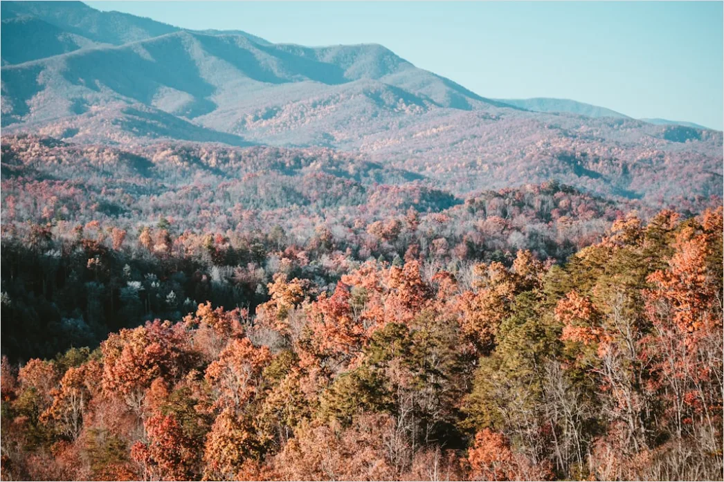Detail Great Smoky Mountains Fall Colors Number 15