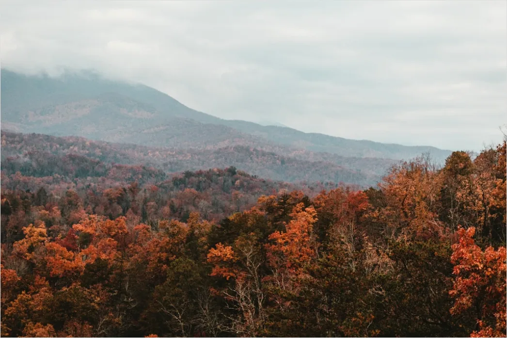 Detail Great Smoky Mountains Fall Colors Number 16