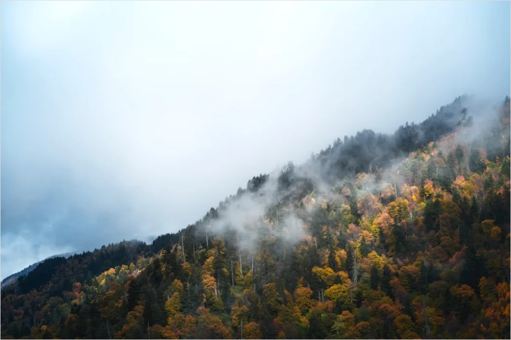 Detail Great Smoky Mountains Fall Colors Number 3