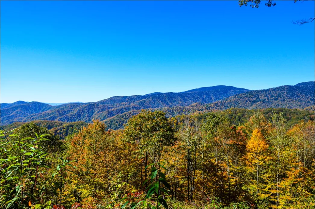 Detail Great Smoky Mountains Fall Colors Number 4