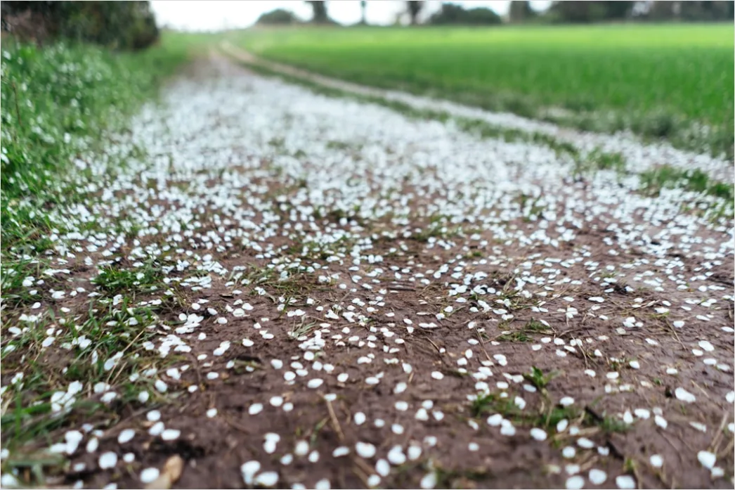 Detail Hailstones On Ground Close Up Number 13