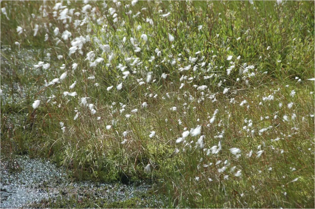 Detail Hailstones On Ground Close Up Number 14
