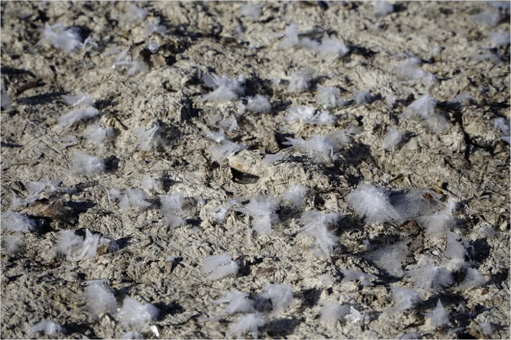 Detail Hailstones On Ground Close Up Number 16