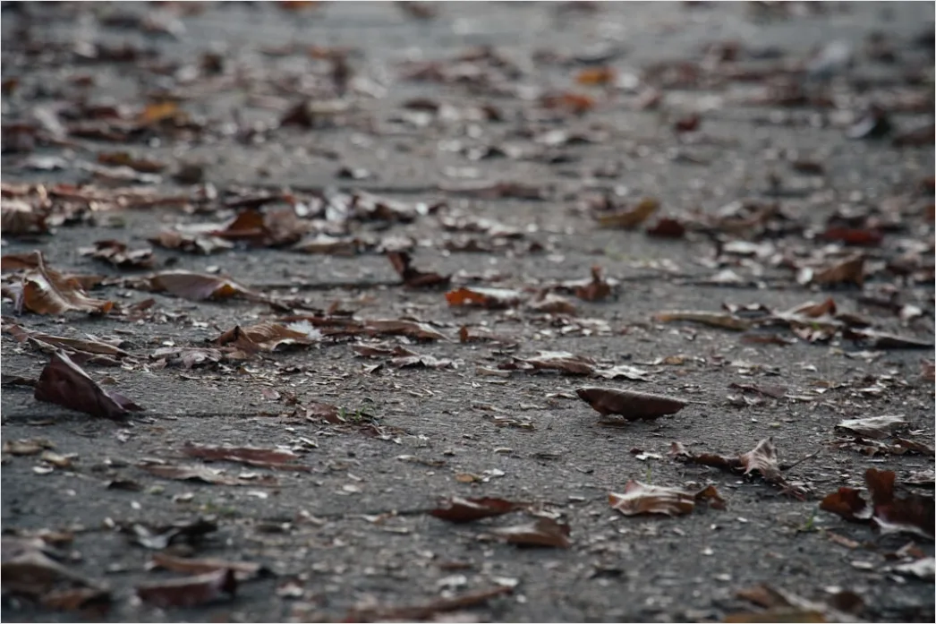 Detail Hailstones On Ground Close Up Number 20