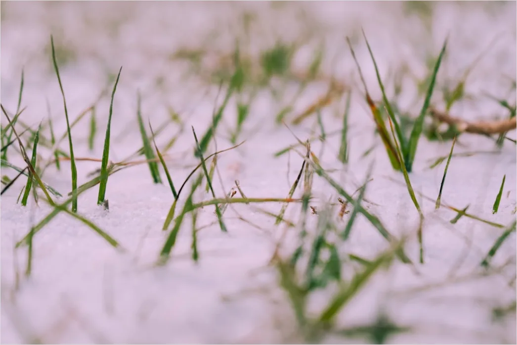 Detail Hailstones On Ground Close Up Number 6