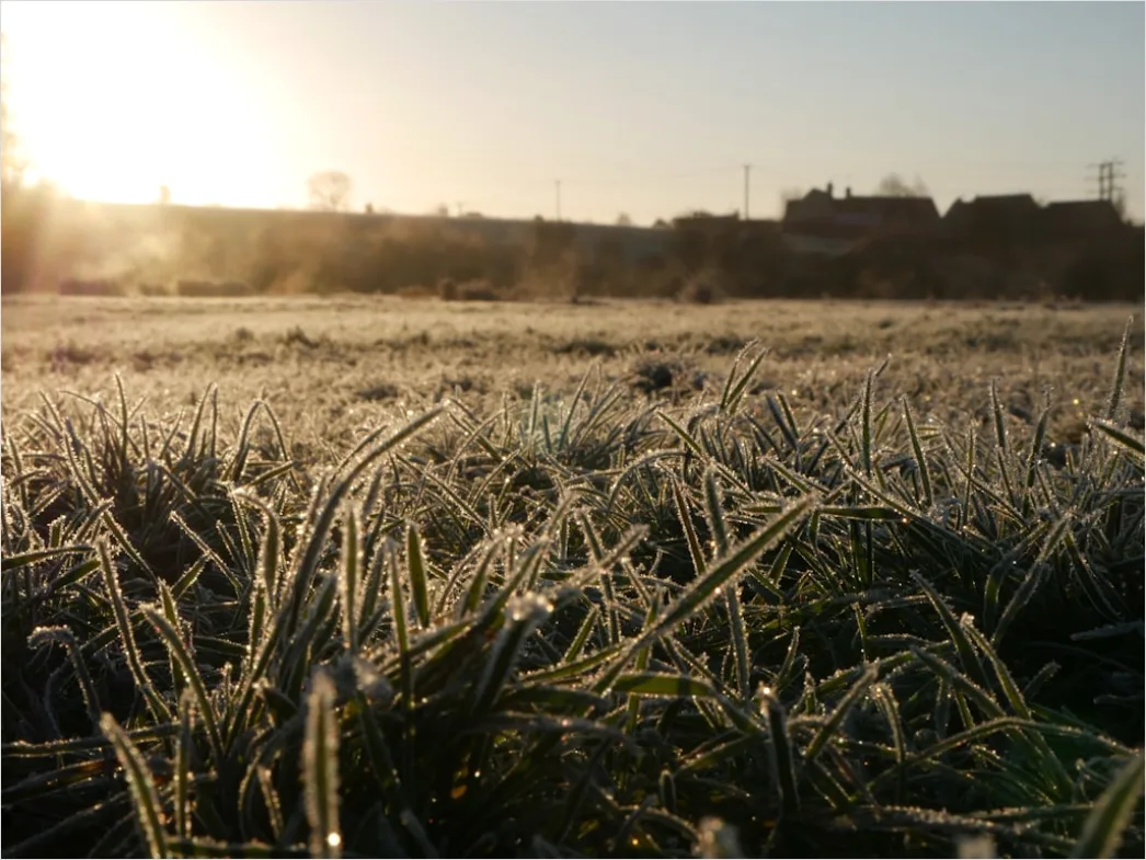 Detail Hoarfrost On Grass Sunrise Sparkle Number 2