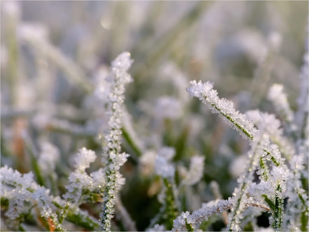 Detail Hoarfrost On Grass Sunrise Sparkle Number 11